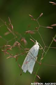 Attēlu rezultāti vaicājumam “Eana argentana”