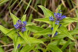 Attēlu rezultāti vaicājumam “Gentiana cruciata flower”