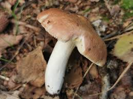 Attēlu rezultāti vaicājumam “Russula vesca”