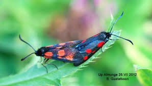 Attēlu rezultāti vaicājumam “Zygaena viciae”