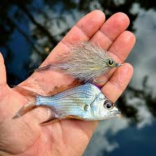 Image result for Eugerres plumieri