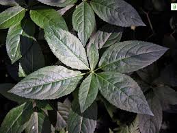 Attēlu rezultāti vaicājumam “Mercurialis perennis leaf”