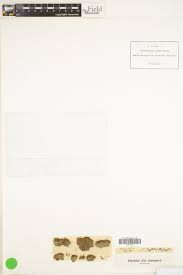 Attēlu rezultāti vaicājumam “Dicranella staphylina cells”