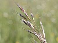 Attēlu rezultāti vaicājumam “Helictotrichon pubescens”