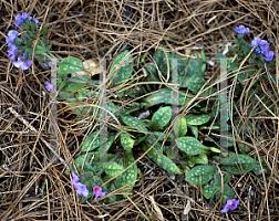 Attēlu rezultāti vaicājumam “Pulmonaria saccharata leaf”