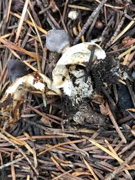 Attēlu rezultāti vaicājumam “Geastrum quadrifidum”