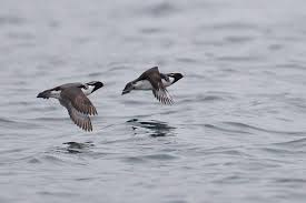 Image result for Synthliboramphus antiquus