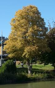 Attēlu rezultāti vaicājumam “Alnus incana”