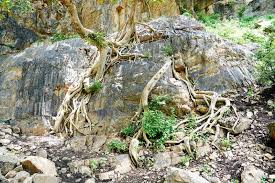 Image result for intemperismo