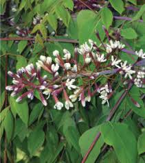 Attēlu rezultāti vaicājumam “Gymnocladus dioicus”