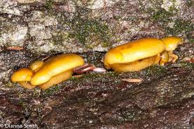 Attēlu rezultāti vaicājumam “Panellus serotinus”