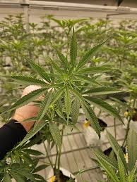 Attēlu rezultāti vaicājumam “Cannabis sativa leaf”