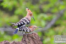 Attēlu rezultāti vaicājumam “Upupa epops”