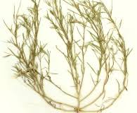 Attēlu rezultāti vaicājumam “Corispermum hyssopifolium”