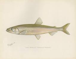 Image result for Osmerus mordax