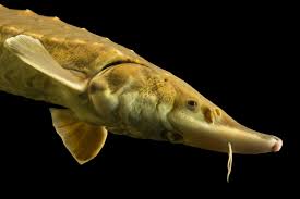 Image result for Acipenser oxyrinchus oxyrinchus