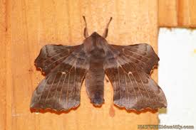 Attēlu rezultāti vaicājumam “Laothoe populi”