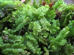 Attēlu rezultāti vaicājumam “Geocalyx graveolens”