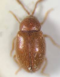 Attēlu rezultāti vaicājumam “Hydaticus transversalis”