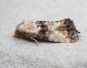 Attēlu rezultāti vaicājumam “Eupoecilia angustana”