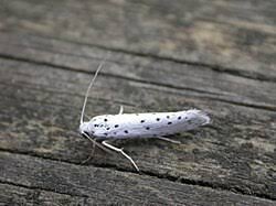 Attēlu rezultāti vaicājumam “Yponomeuta malinellus / cagnagella imago”