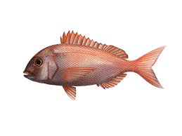 Image result for Pagrus pagrus