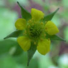 Attēlu rezultāti vaicājumam “Geum urbanum flower”