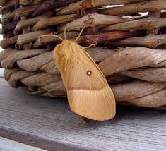 Attēlu rezultāti vaicājumam “Lasiocampa quercus imago”