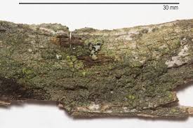 Attēlu rezultāti vaicājumam “Trapeliopsis flexuosa”