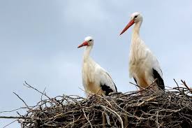 Attēlu rezultāti vaicājumam “Ciconia ciconia nest”