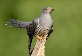 Attēlu rezultāti vaicājumam “Cuculus canorus”