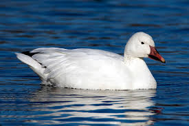 Attēlu rezultāti vaicājumam “Anseriformes”