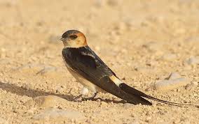 Image result for Cecropis daurica