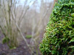 Attēlu rezultāti vaicājumam “Radula complanata sporophyte”