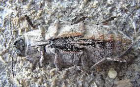 Attēlu rezultāti vaicājumam “Chalcophora mariana”