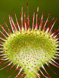 Attēlu rezultāti vaicājumam “Drosera rotundifolia flower”
