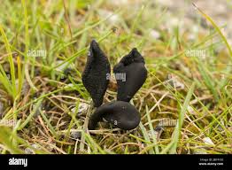 Attēlu rezultāti vaicājumam “Xylaria longipes”