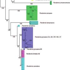Attēlu rezultāti vaicājumam “Pandemis cinnamomeana female”