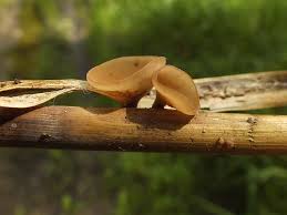 Attēlu rezultāti vaicājumam “Myriosclerotinia scirpicola”