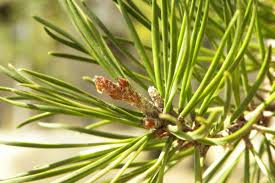 Attēlu rezultāti vaicājumam “Pinus banksiana”