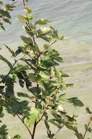 Attēlu rezultāti vaicājumam “Sorbus hybrida”
