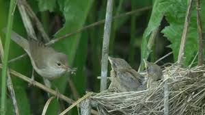 Attēlu rezultāti vaicājumam “Phylloscopus trochilus nest”