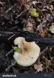 Attēlu rezultāti vaicājumam “Polyporus melanopus”