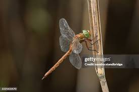 Attēlu rezultāti vaicājumam “Aeshna isoceles”