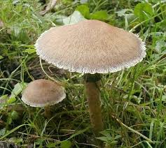 Attēlu rezultāti vaicājumam “Psathyrella lacrymabunda”