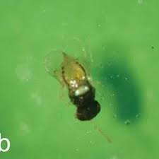 Attēlu rezultāti vaicājumam “Stemonitopsis hyperopta var. landewaldii young”