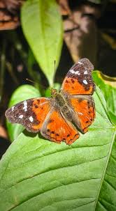 Attēlu rezultāti vaicājumam “Polypogon tentacularius”