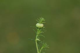 Attēlu rezultāti vaicājumam “Geocrypta galii”