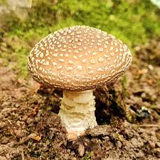 Attēlu rezultāti vaicājumam “Amanita excelsa”