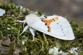 Attēlu rezultāti vaicājumam “Leucodonta bicoloria imago”